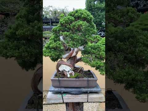 Shunkaen Bonsai garden #shorts #japanese #japantravel