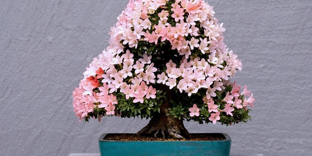 Satsuki Bonsai: Azaleas of Old Japan