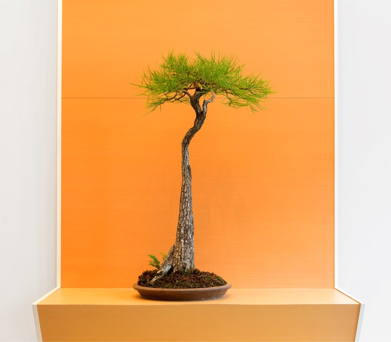 The Evolution of Bonsai | Bonsai Bark