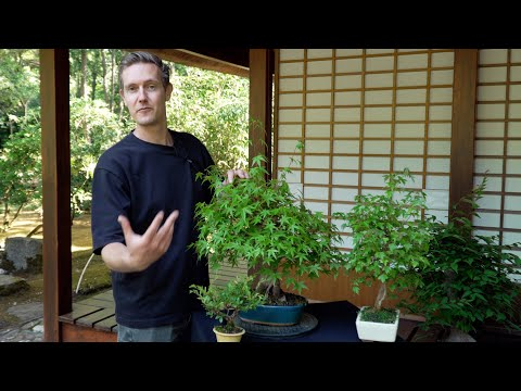 Summer pruning Bonsai: Japanese Maple, Trident Maple & Elm Techniques