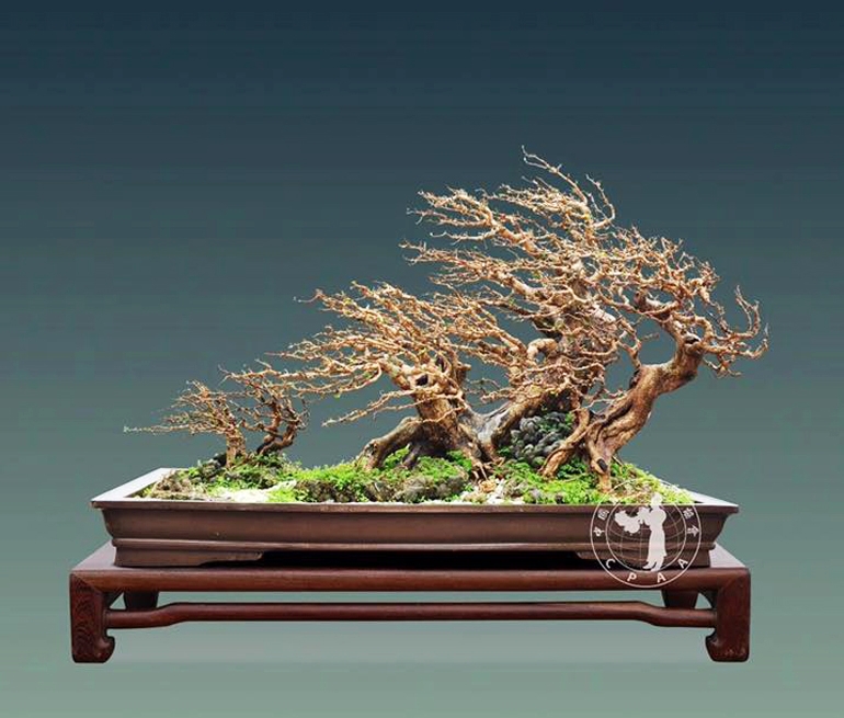 Keen Observation & Considerable Skill | Bonsai Bark