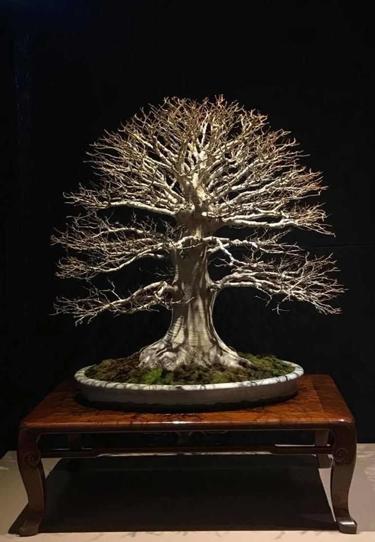 Mugo’s Magnificent Bonsai | Bonsai Bark