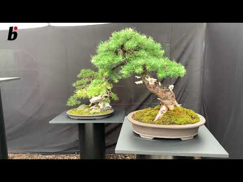 Bonsai or Cactus?