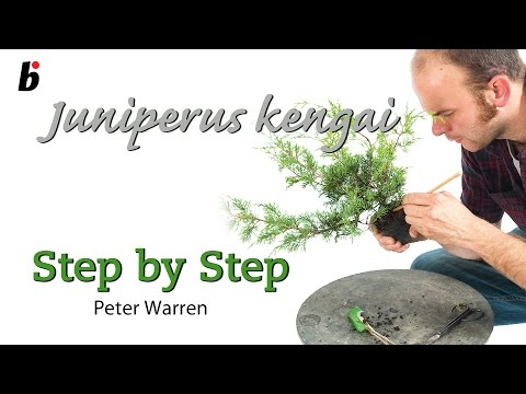 Juniper cascade Warren BF12- 3