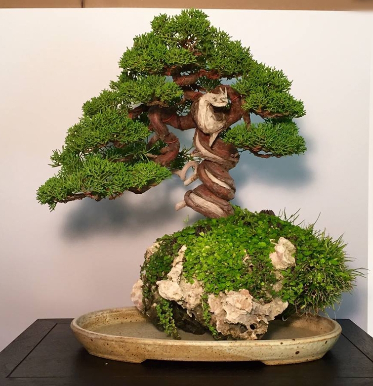 Twisted – a Happy Accident | Bonsai Bark
