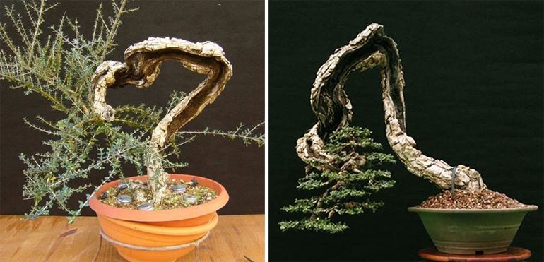 Beauty Doesn’t Always Conform to Our Expectations | Bonsai Bark