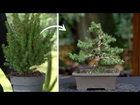 Low cost Bonsai ($6)