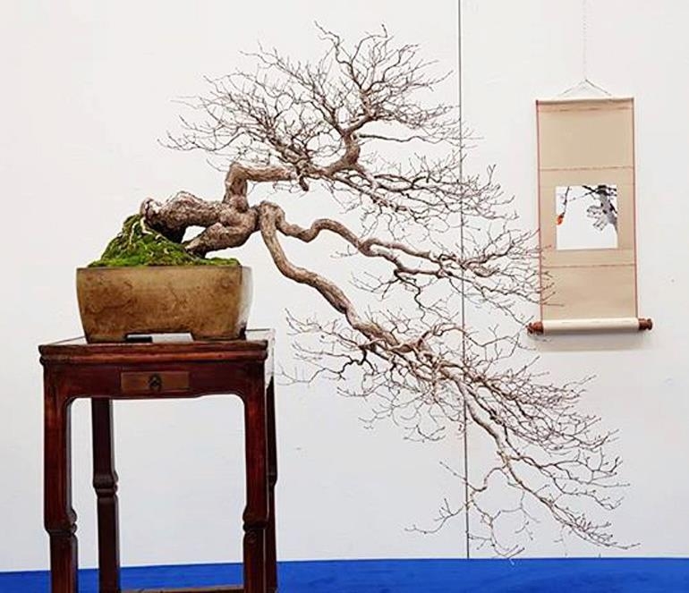 Dynamic Bonsai – Korea Exhibition 2 | Bonsai Bark