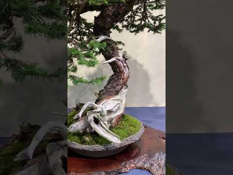 Trophy Bonsai exhibition (part 4) #bonsai