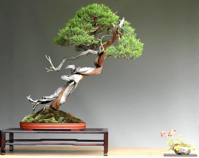 Sabina Juniper, Another Happy Accident | Bonsai Bark