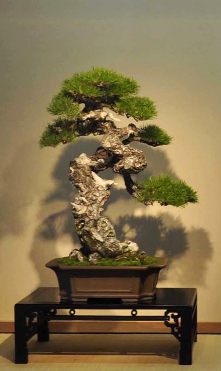 One of the Most Unique Pines in Our Ten Years of Blogging | Bonsai Bark