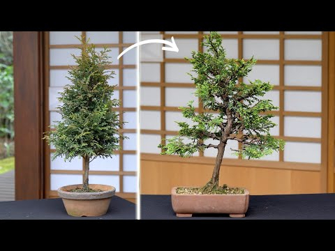 Tall Hinoki bonsai