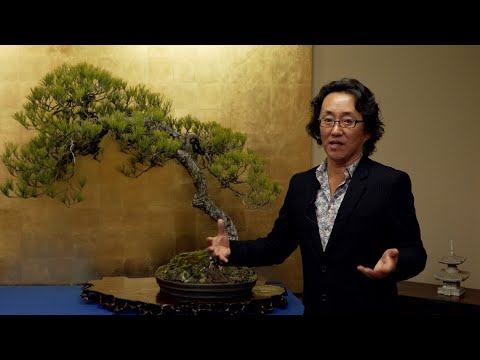 Bonsai techniques: Literati design tips (Bunjin) by Shinji Suzuki