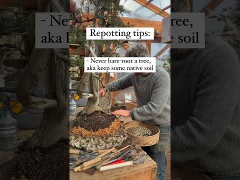 Bonsai Repotting Tips #bonsaitree #bonsai