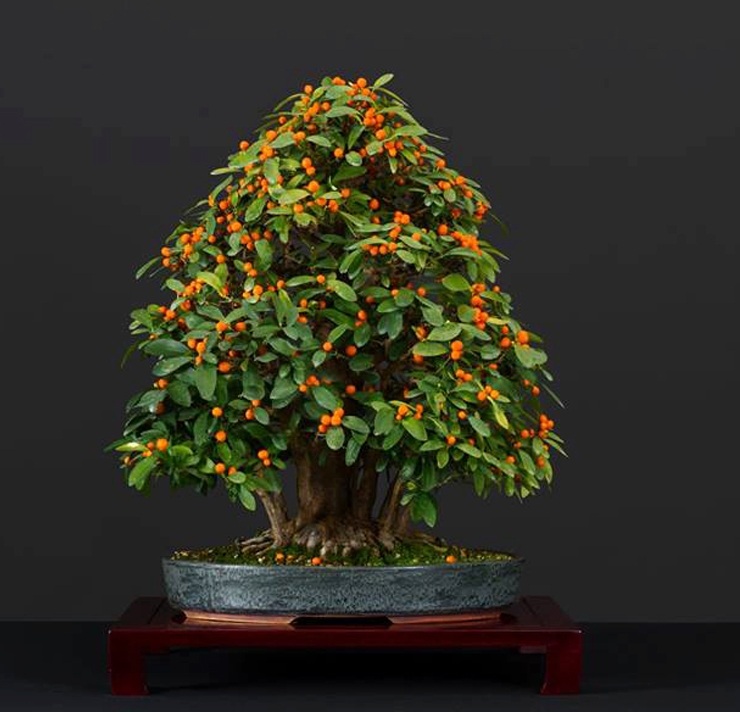 Just One Today, but It’s a Good One | Bonsai Bark