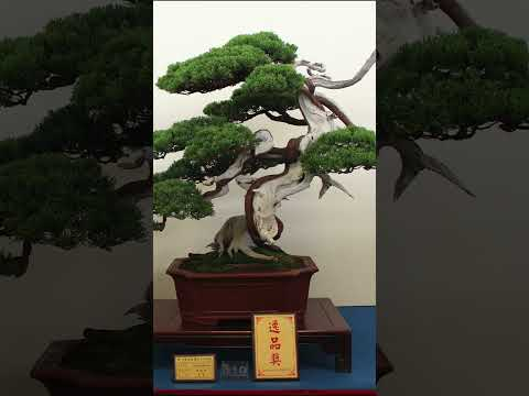Taiwan Bonsai #penjing #taiwan #taipei #bonsai #trees #nature