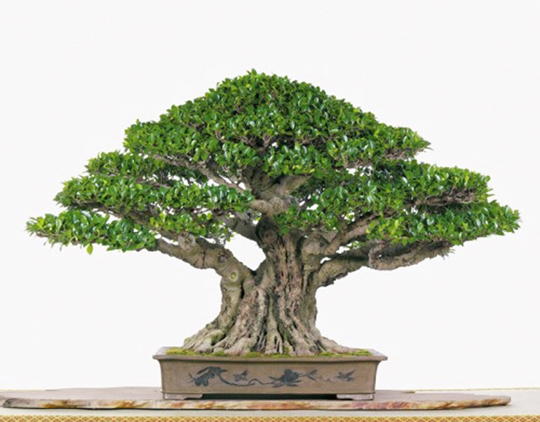 Bonsai Superlatives | Bonsai Bark