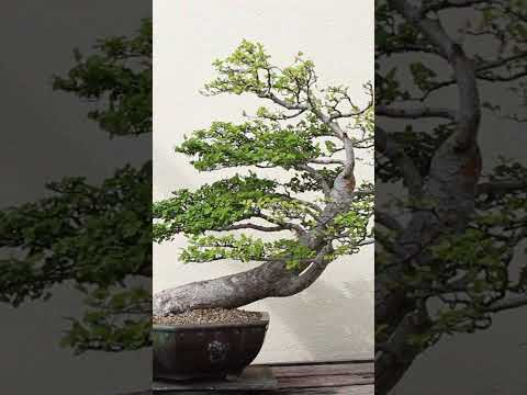 Bonsai Museum #washingtondc #bonsai #garden