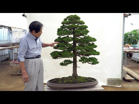 Kimura Techniques - Hinoki Cypress Bonsai styling