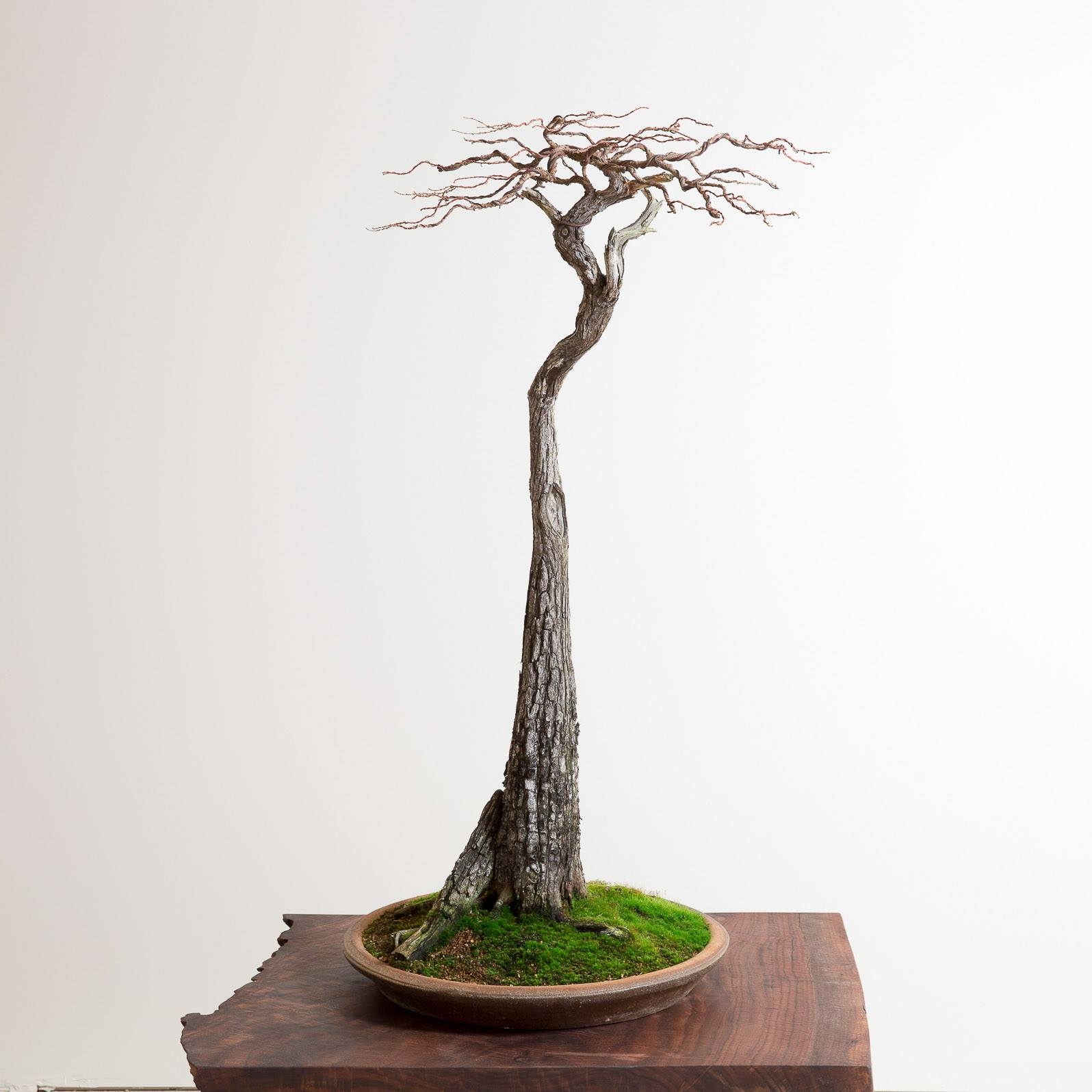 Bald Cypress No. 1 Evolution | Bonsai Mirai