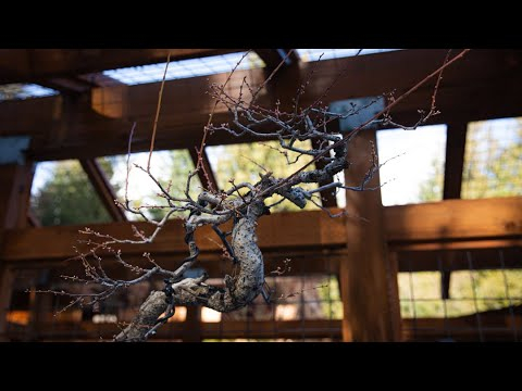 Maximizing Bonsai Aesthetics with Dynamic Design on an American Plum Tree