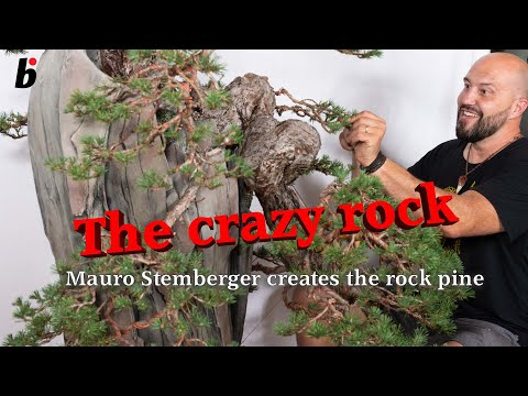 THE CRAZY ROCK