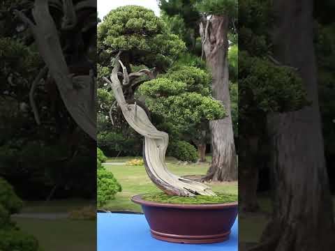 Taiwan Bonsai #bonsai #art #exhibition #diy #nature #trees #miniature