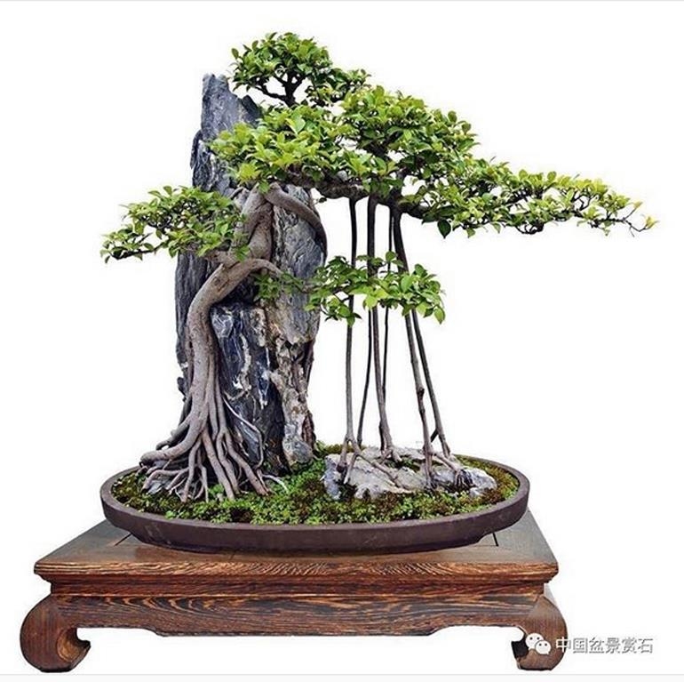 Bonsai on Instagram – Great Trees, Great Stones | Bonsai Bark
