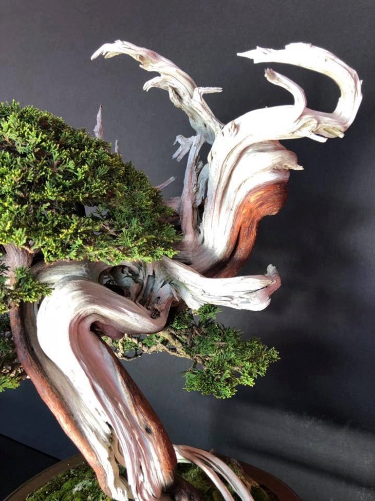 A High Degree of Bonsai Skill, Artistic Vision & No Lack of Deadwood at the Recent European Bonsai-San Show | Bonsai Bark