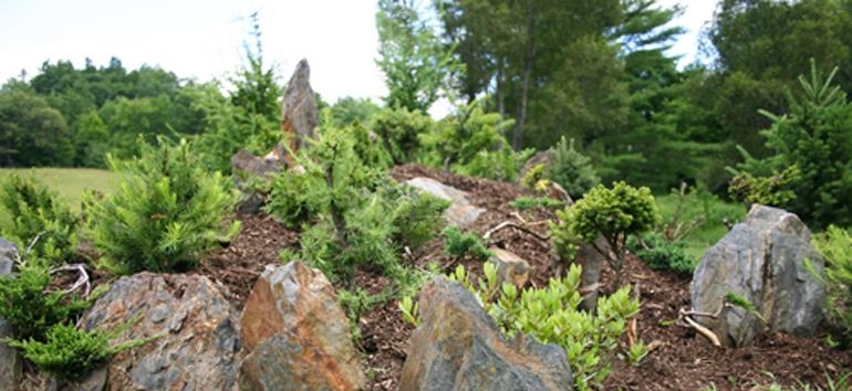 No Switch Last Night, Specials Extended & a Humble Bonsai/Landscaping Experiment | Bonsai Bark