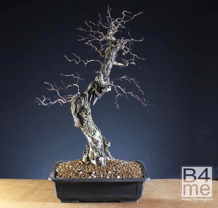 Another Hawthorn & Harry’s Timely Reply | Bonsai Bark