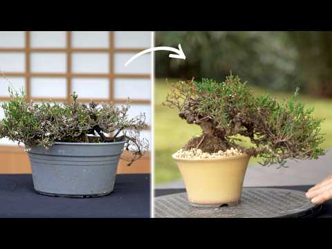 Styling a Heather Bonsai ?!