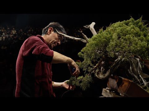 Koji Hiramatsu Bonsai Demonstration (Trophy 2025)
