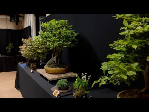 Danish Bonsai Exhibition