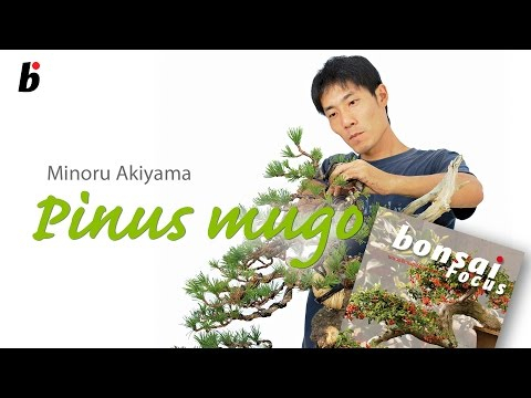 Minoru Akiyama demo on Mugo Pine