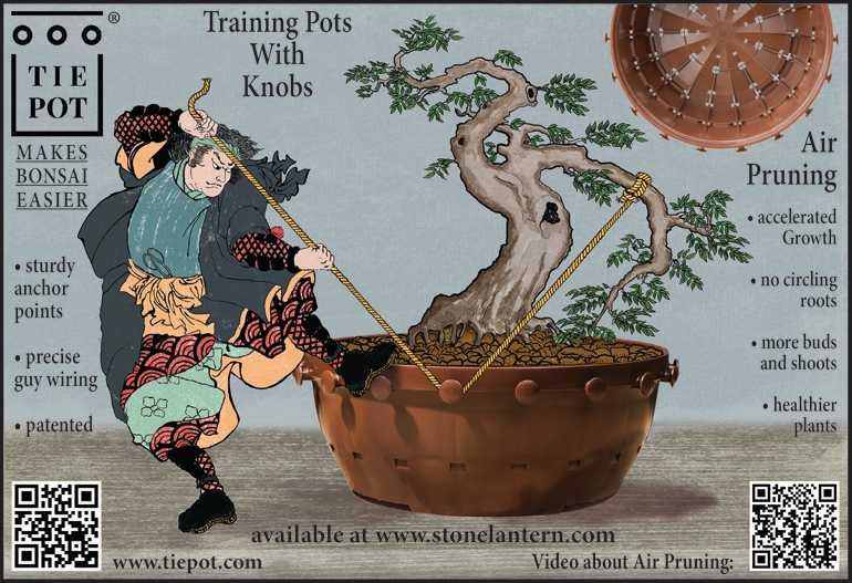 Bonsai Tie Pots – NEW Deeper Discounts! | Bonsai Bark