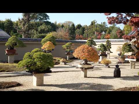 A Walk Through Kyoto’s Iconic Hoshun-in Bonsai Garden