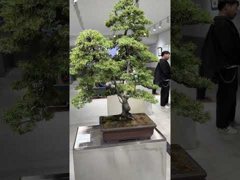 Tradman's Bonsai #store #bonsai #tradman #japan #tokyo #marunouchi  #bonsaitree