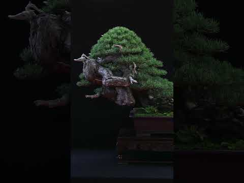 Miniature landscapes: Bonsai #art #miniature #bonsai #trees