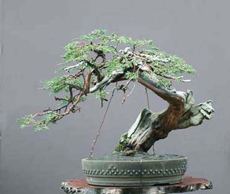 Black Hills Bonsai – What You Do to the Land, You Do to Yourself | Bonsai Bark