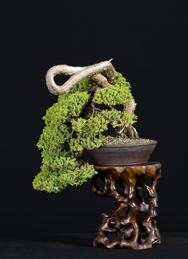 Redwood Country Is Bonsai Country | Bonsai Bark