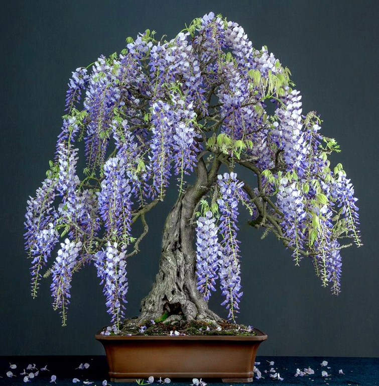 Towering Bonsai and Other Happy Accidents | Bonsai Bark