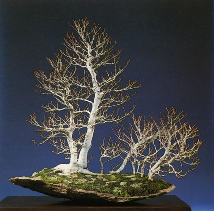 Bare Boned Beech Bonsai bonsaibark.com