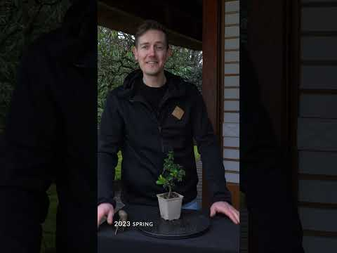 Making a Pyracantha Bonsai #bonsai