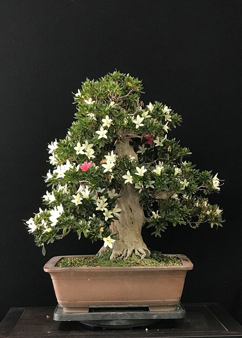 Bonsai Boon with and without Flowers | Bonsai Bark
