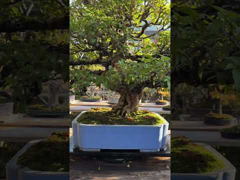 Fuyo-en #bonsai #nursery in #omiya #japanesemaple #japan #japanese
