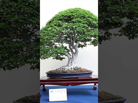 Bonsai #livingart #bonsai #trees #japanese #japan #miniatureworld