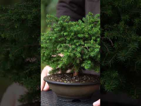From bush to Bonsai - 3 year timelapse! #bonsai #timelapse #japan #bonsaitree #gardening #garden