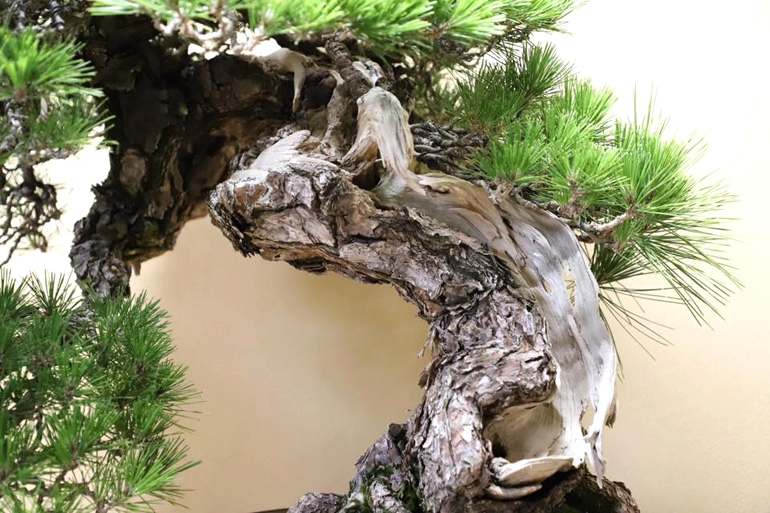 Great Bonsai Shots – a Story of Time & Human Artistry | Bonsai Bark