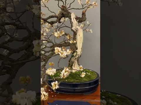Flowering Bonsai trees #bonsai #flowers